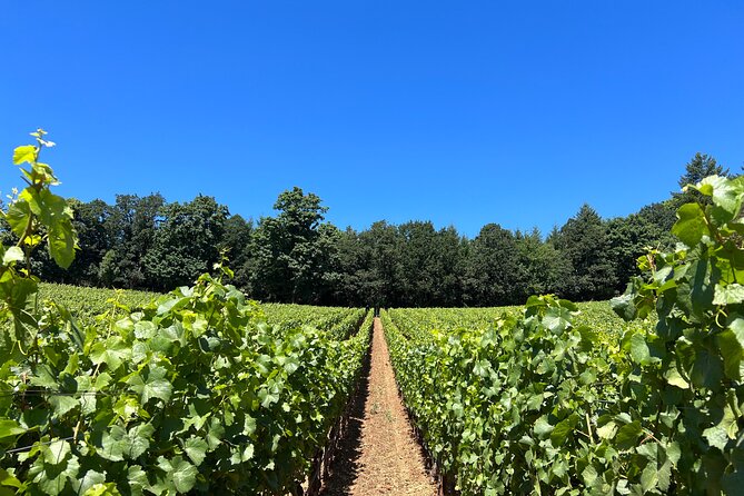 Best Wines Best Views Tour Review - Breathtaking Willamette Valley Scenery