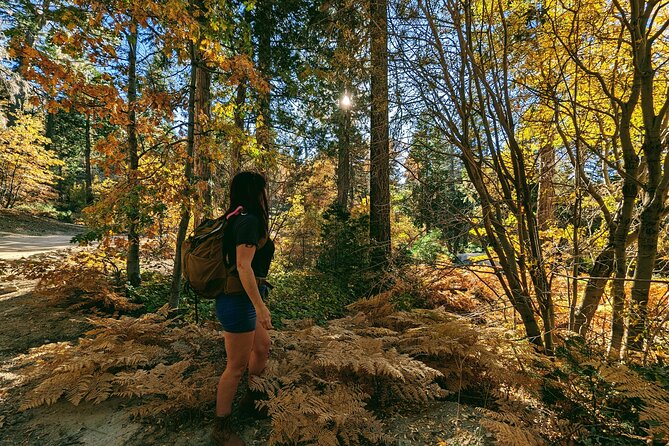 Big Bear Fall Colors Hiking Tour in Southern California - Frequently Asked Questions