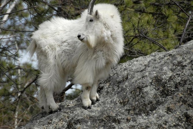 BIG - Mt Rushmore & Crazy Horse & Bison Safari-Needles-Iron Mtn - Frequently Asked Questions