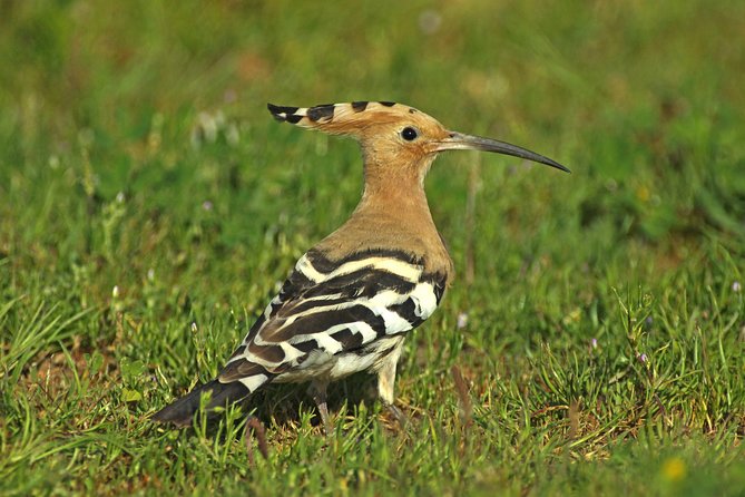 Birding in Tavira and Ria Formosa: Your Nemesis Bird Destination - Self-Guided - The Sum Up