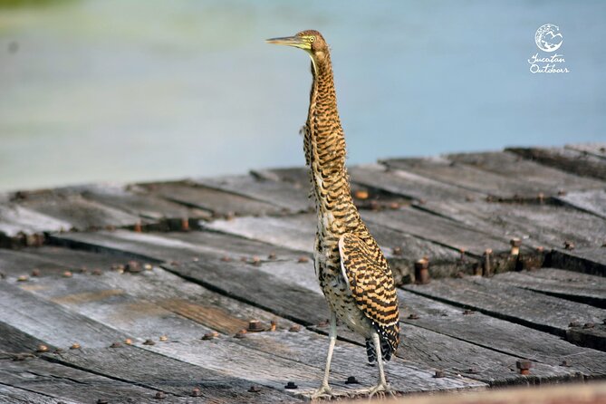 Birdwatching Sian Kaan Biosphere Reserve - Best Times for Birdwatching