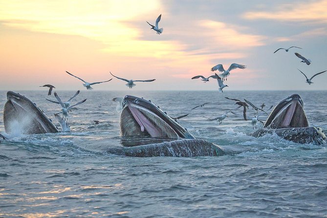 Boston Whale Watching Cruise by High-Speed Catamaran - Booking and Availability