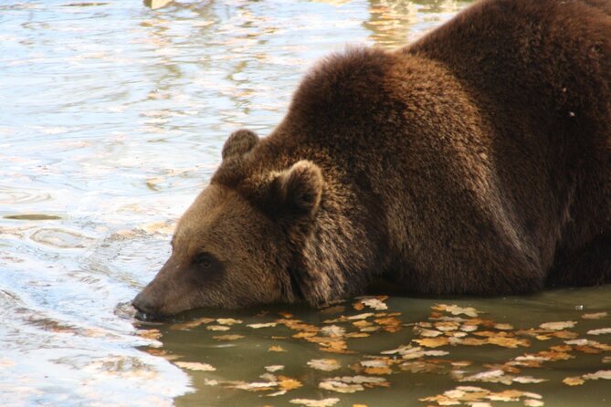 Brown Bear Watching Experience at the Bear Sanctuary - Ask Away