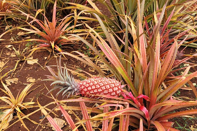 Byodo Temple and Waimea Botanical Garden Tour - Making the Most of Your Tour