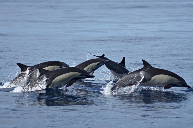 Cabo Wildlife SAFARI - Why Choose Cabo Wildlife SAFARI