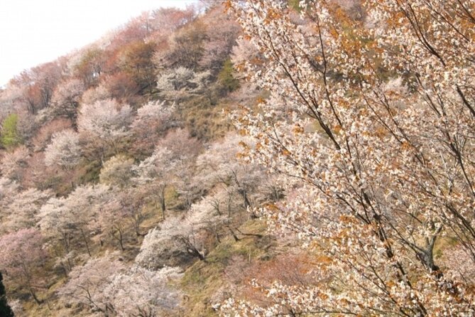 Cherry Blossom Buddha and Mt.Yoshino With Strawberry Picking Tour - Strawberry Picking Experience