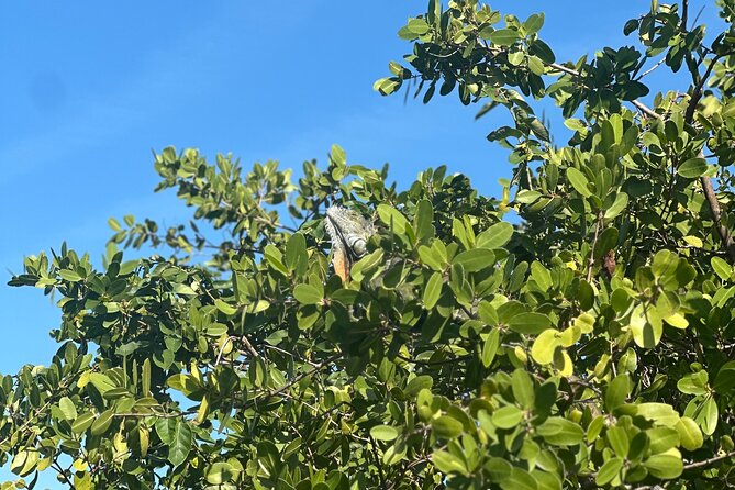 Clear Kayak Peanut Island Guided Tour Palm Beach Singer Island - Additional Information