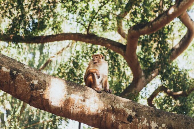 Colombo: Water Rafting, Bird Watching, Village & Rainforest - Safety and Suitability