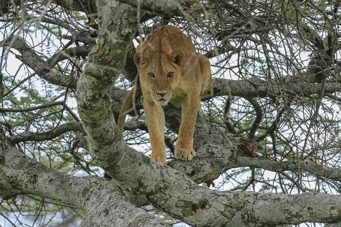 Day Trip To Tarangire National Park - Frequently Asked Questions