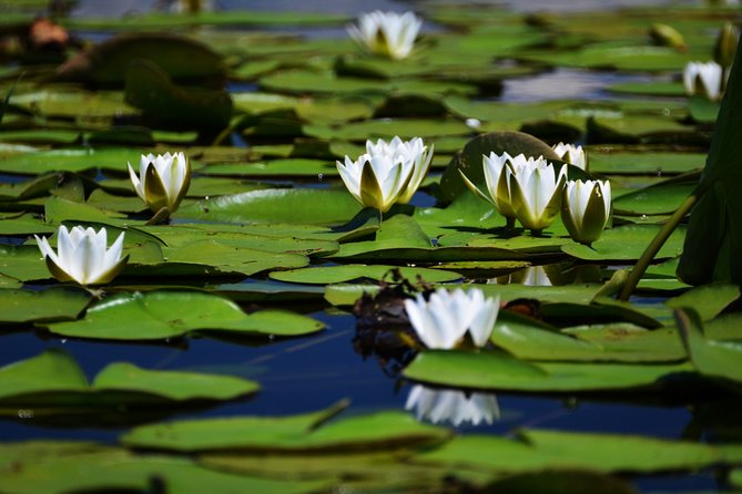 Discover Danube Delta From Bucharest - Private Tour for 5 Days - The Sum Up