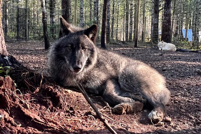 Discover the Beauty of the Wild & Roam in the Spirit of the Wolf - The Enchanting Wolf Experience