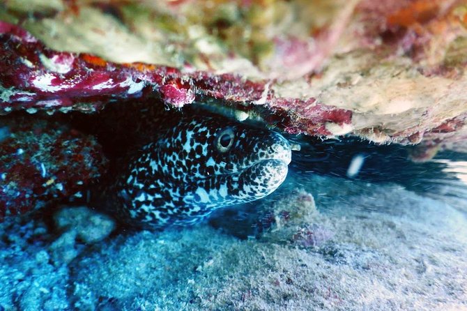 Diving in Cancun Underwater Museum of Art - Tips for Divers
