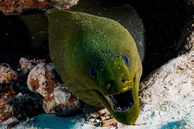 Diving Package Sea and Cenotes - Customer Reviews and Ratings