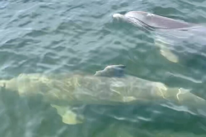 Dolphin and Manatee Kayak and SUP Adventure Tour of Cocoa Beach - Preparing for Your Adventure