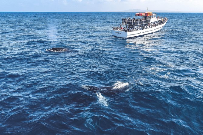 Dolphin and Whale Watching Sunset Cruise - Booking and Cancellation Policy