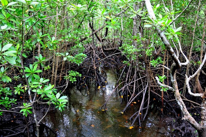 Dolphin & Josani Forest Snorkel Sea Excursion - Zanzibar - Frequently Asked Questions