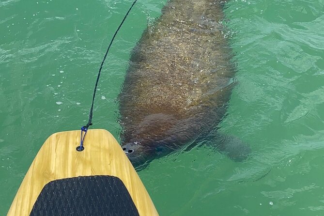Dolphin, Manatee and Sea Turtle Adventure Tour Review - The Sum Up