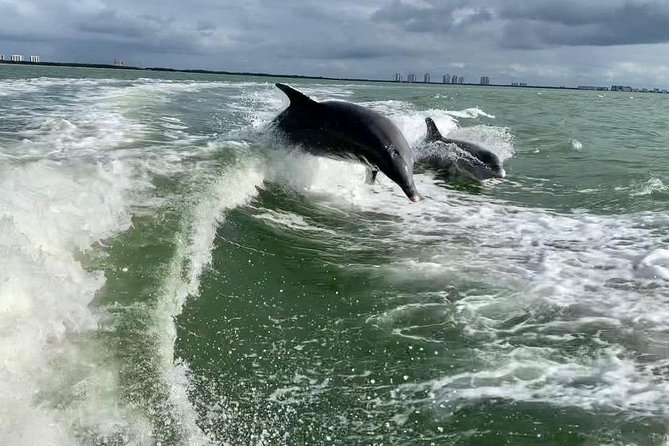 Dolphin Tours - Fort Myers Beach / Naples - Why Choose Dolphin Tours in Fort Myers Beach/Naples