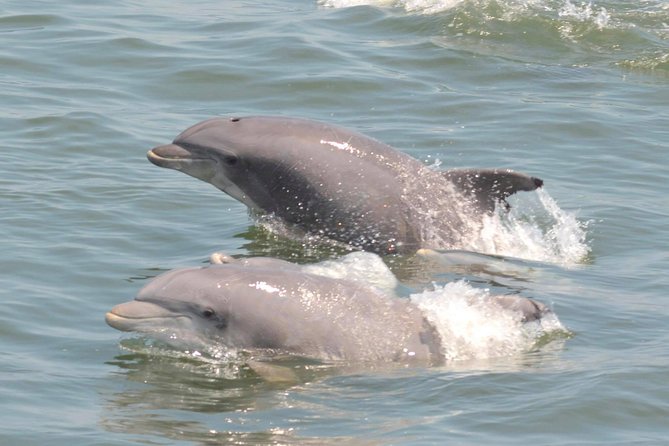 Dolphin Watching Around Cape May - What to Expect on the Cruise