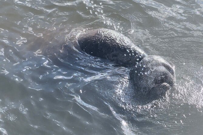 Dolphin Watching Boat Tour Around Anna Maria Island - Why Choose This Dolphin Watching Experience
