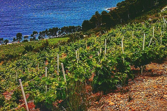 Dubrovnik: Ston Wine and Oyster Tasting - Ask Away