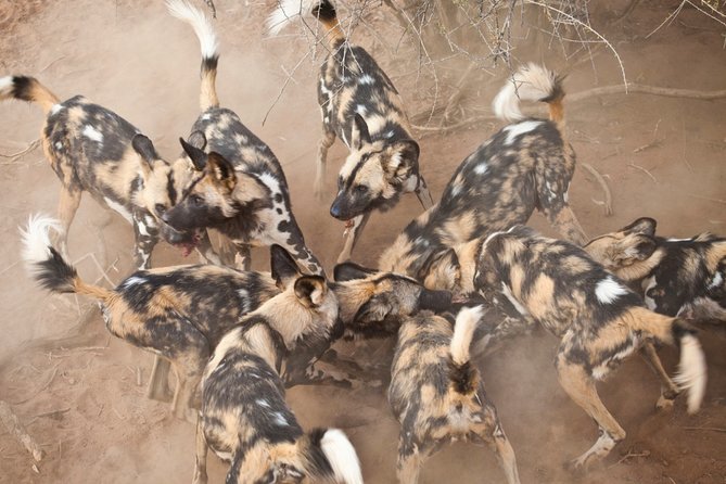 Durban: Big 5 Luxury Safari at an Award Winning Game Reserve — Zeiss Binoculars - Booking Information