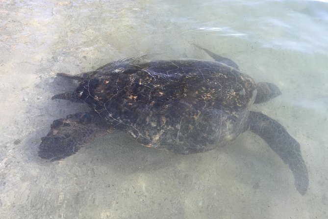Eco-Adventure Friendly Aloha Island Tour - Frequently Asked Questions