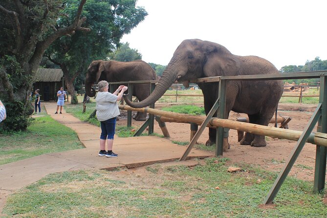 Elephant Sanctuary Tour From Johannesburg - Frequently Asked Questions