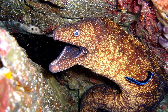 Enjoy Diving in Izu,Discover Scuba Diving for Nondiver. - Exploring the Underwater Wonders of Izu