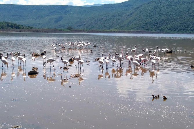 Escape to Lake Bogoria, Flamingos New Home for an Overnight Safari - Frequently Asked Questions