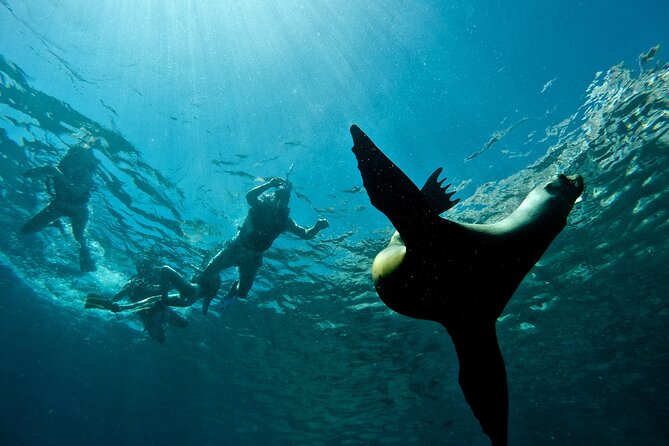 Espiritu Santo Island Combo: Sea Lions and Paddleboard 1 to 6 Private Group - Booking Information