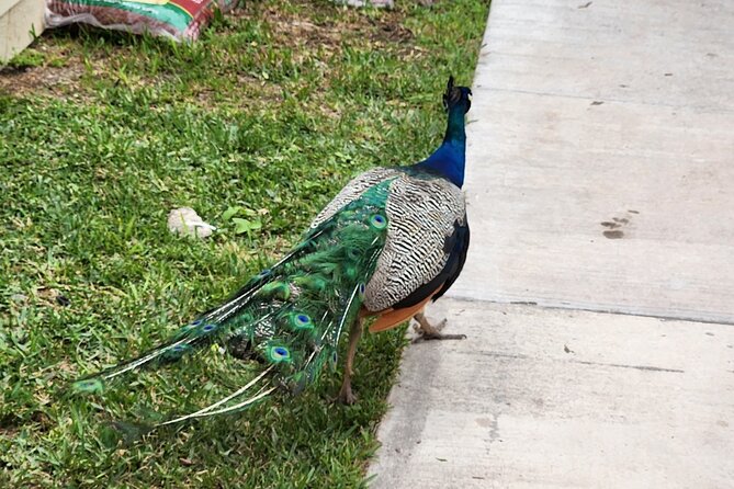 Everglades Airboat Ride and Bus Transfer From Miami Beach - Frequently Asked Questions