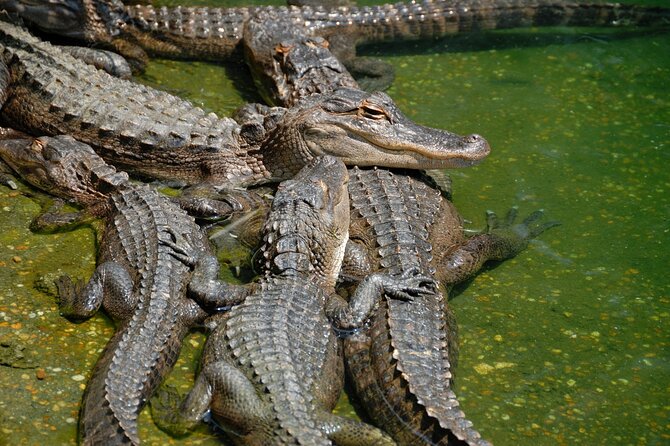 Everglades Airboat Tour Review: Is It Worth It - The Sum Up