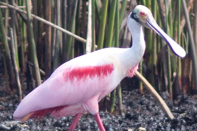 Everglades National Park Small Group Guided Boating & Walking Tour Expedition - Traveler Feedback and Recommendations