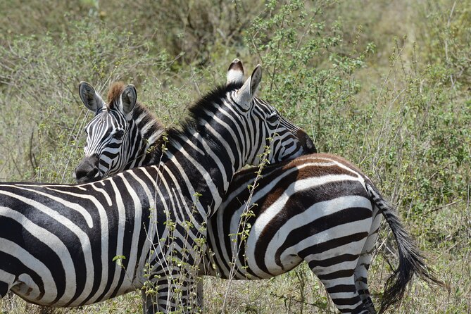 Experience the Masai Mara and the Dancing Masai in 4 Days - Frequently Asked Questions