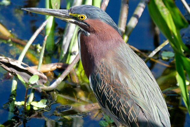 Florida Wildlife Drive Eco Tour With Lunch and Moonshine Tasting - Things To Known
