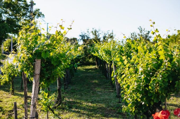 From Budapest: Etyek Wine Tasting Tour With 3-Course Meal - Customer Reviews