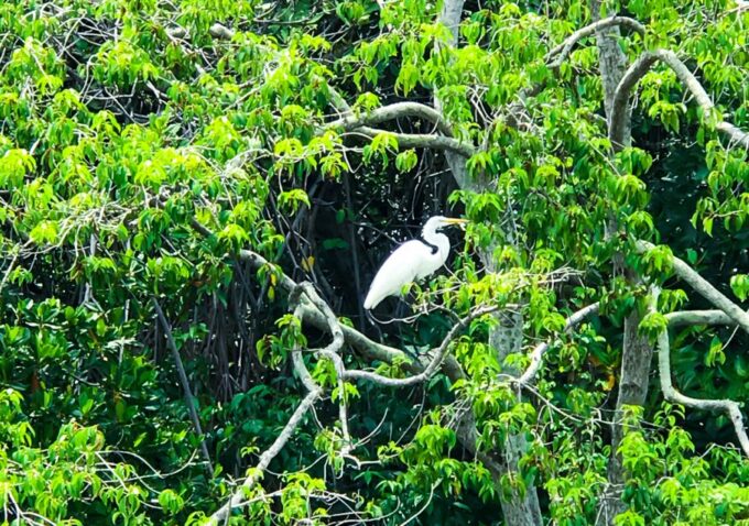From Colombo/Negombo: Muthurajawela Bird Watching Day Trip - Wildlife and Birdlife