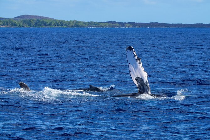 From Maalaea Harbor: Whale Watching Tours Aboard Winona Catamaran - Crew and Customer Service