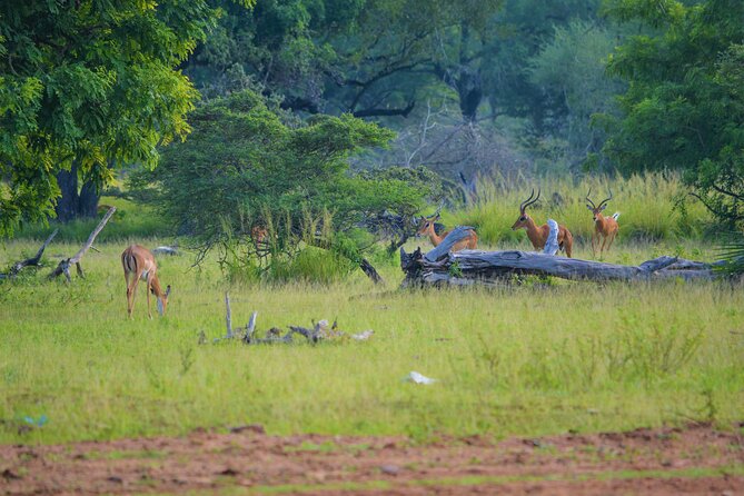 From Zanzibar: Selous Game Reserve Day Safari With Flights - Frequently Asked Questions