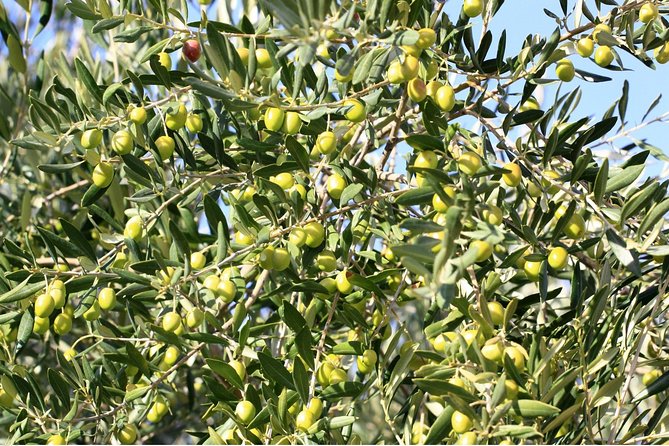 Full Day Culture and Shopping in Mc Arthur Glen Provence From Avignon - Tour Schedule and Meeting Point