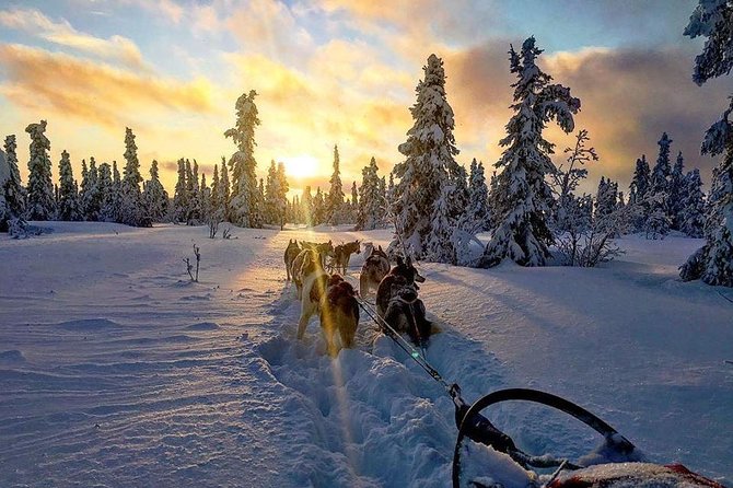Full Day Drive Your Own Dog Team Dog Sledding Tour - Frequently Asked Questions