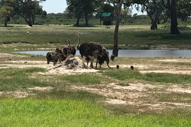 Full-Day Hwange National Park Tour From Victoria Falls - Frequently Asked Questions