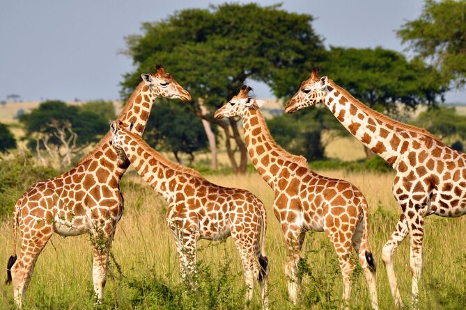 Full Day Isimangaliso Wetlands & Boat Cruise Tour From Durban - Frequently Asked Questions