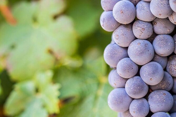 Full Day Private Cape Winelands - Customer Reviews and Feedback