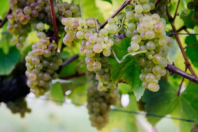 Full Day Private Tour With Txakoli Tasting in Sebastian & Getaria - Discovering Sebastian