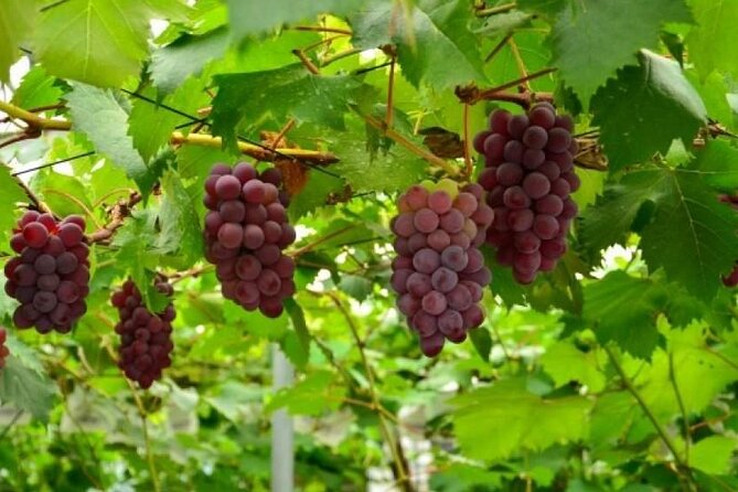 Full Day Tour in Mount Fuji and Oishi Park With Fruit Picking - Fruit Picking Adventure