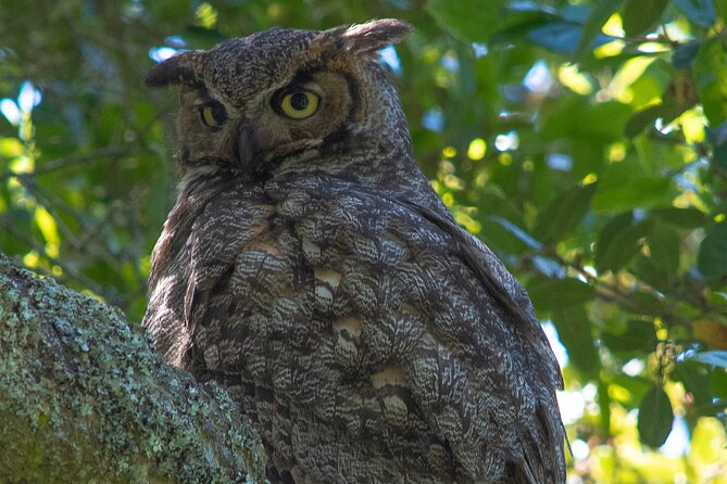 Golden Gate Park Twilight Wildlife Tour Review - The Sum Up
