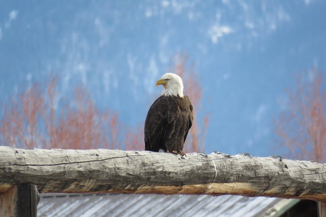 Grand Teton Park & Jackson Hole - PRIVATE Morning Wildlife Tour - Wildlife Viewing Experience