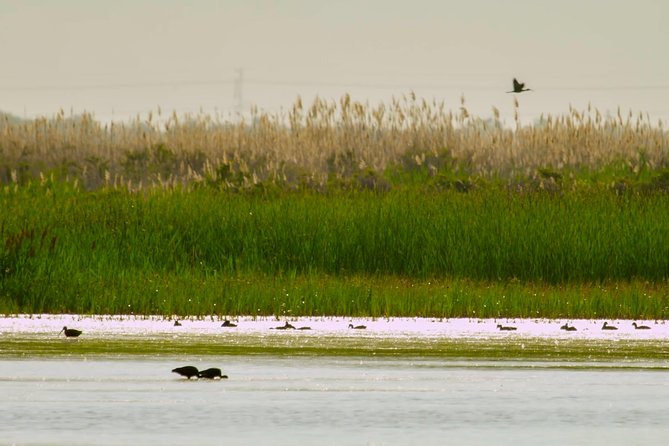 Great Salt Lake Guided Bus Tour From Salt Lake City - Customer Feedback and Insights